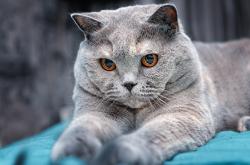 开云体育入口-浓眉下的轰鸣，F1新赛季如何用一场视觉图腾唤醒全球集体亢奋