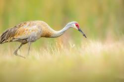 开云体育登录-个人才华的迸发与战术理性的胜利，三笘薰与切尔西的足球两极