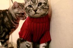 开云体育官网-杰伦格林炸裂之夜刷新纪录！开拓者爆冷撕裂尼克斯，青春风暴席卷联盟