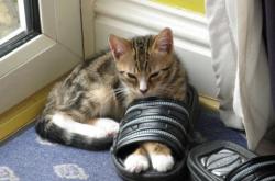 开云体育app-沉寂与爆发，米切尔自我救赎，灰熊关键战力克76人