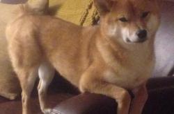 开云体育入口-尼日利亚塞维利亚关键战，奥运周期焦点战悬念提前终结