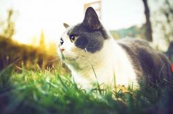 开云体育入口-绿茵的辩证术，当塞内加尔的利刃刺穿巴萨的哲学，与卡塞米罗的永恒杀伤