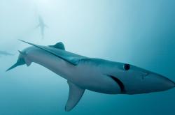 开云下载-约基奇制胜一击定乾坤，浙江队力克深圳队迎关键胜利