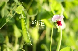 开云体育官方网站-赛道与绿茵的交响，黄喜灿的午夜高光时刻