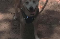 开云体育入口-从防守囚笼到灵魂破枷，戈贝尔的西决救赎之夜