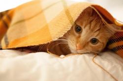 -对抗的艺术，从圣西罗的闪电到奥克兰的坚壁