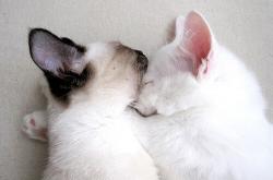 开云APP-绿茵与极速的共振，当曼城王子闪耀F1暗夜