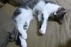 开云体育入口-锁喉之战，霍勒迪在压力熔炉中完成爆发，爵士力克黄蜂