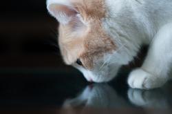 开云体育APP下载-强者恒强，萨拉赫与澳大利亚展示足球世界的不变定律