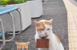 开云体育在线-佩德里闪耀NBA季后赛之夜，新星崛起的高光时刻