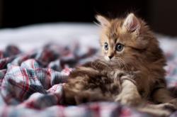 开云体育平台APP-浓眉狂轰49+23难救主！新疆加时鏖战掀翻湖人