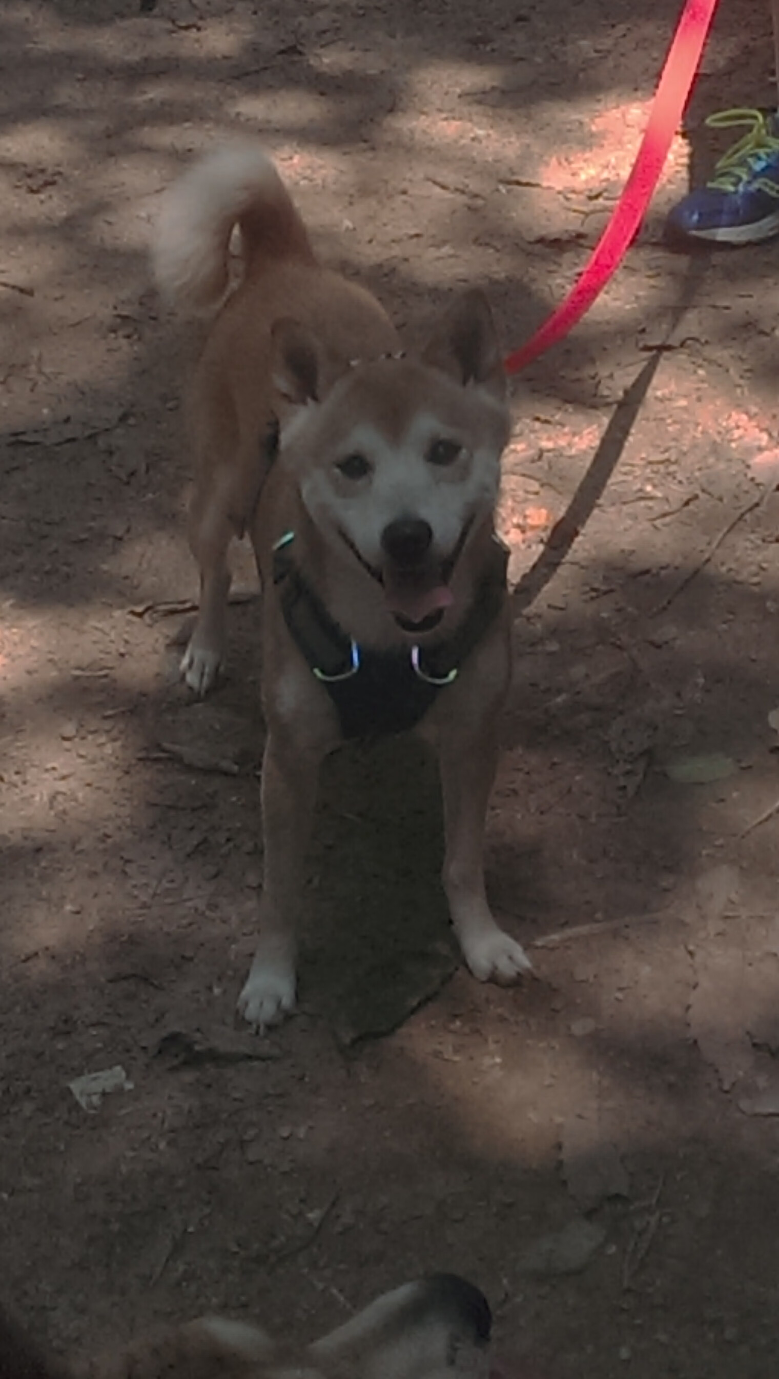 冰与火的对决，福克斯狂砍38分点燃全场，快船终场前1.2秒险胜上海队