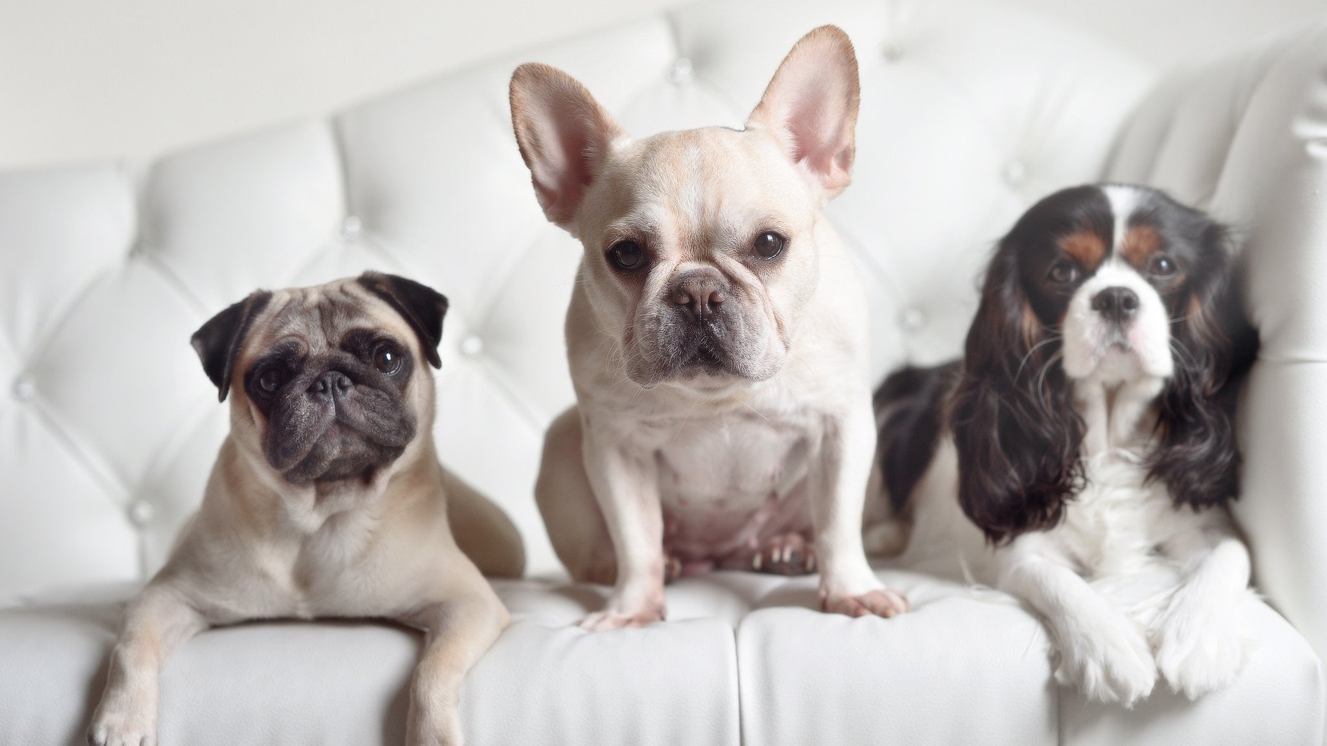 双重奏鸣，本泽马点燃银河，国际米兰碾压永恒之城