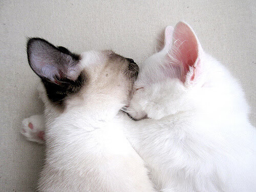 绿茵与极速的共振，当曼城王子闪耀F1暗夜