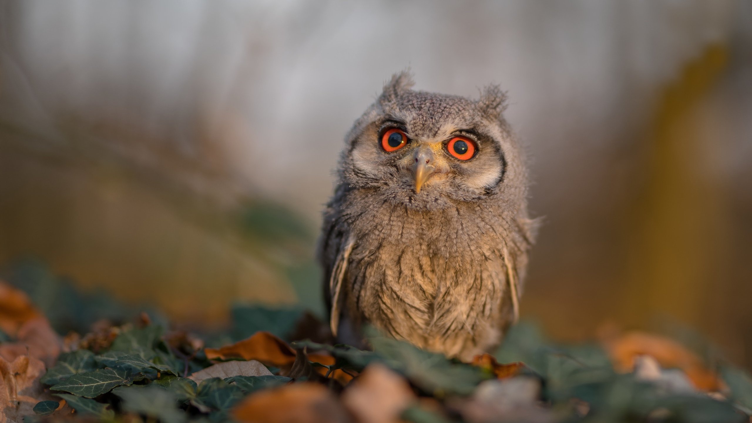 主场加时险胜吉林队,英格拉姆终成骑士关键先生