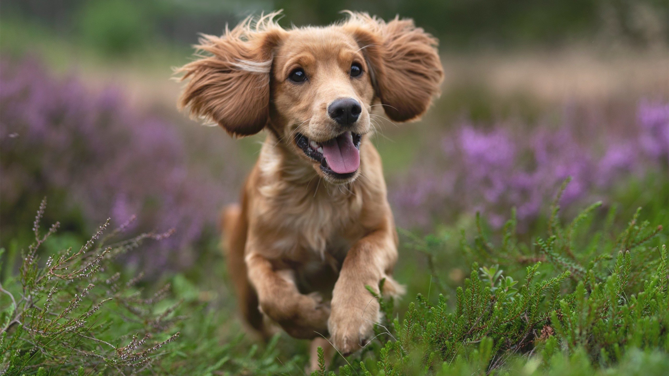 国家德比夜,布雷默的无声诗篇