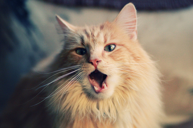 抢七之夜，福克斯点亮王城