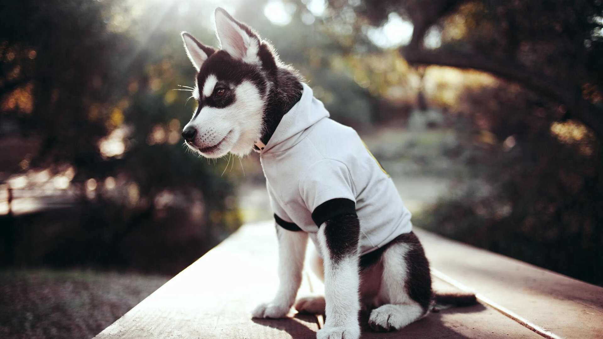 绿宝石之魂与红土守护者，当爱尔兰斩落玻利维亚，阿劳霍在欧冠加冕