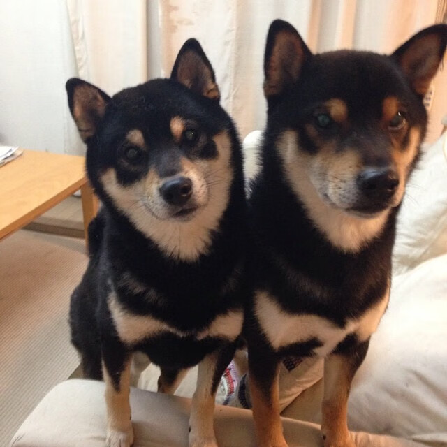 快船收割深圳队，哈利伯顿存在感拉满的表演赛