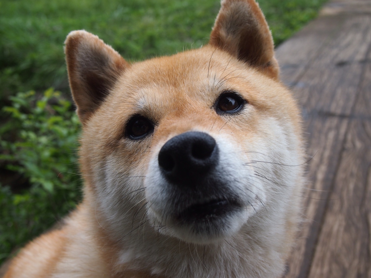 跨界统领者，从绿茵场到硬木地板，楚阿梅尼的制胜法则