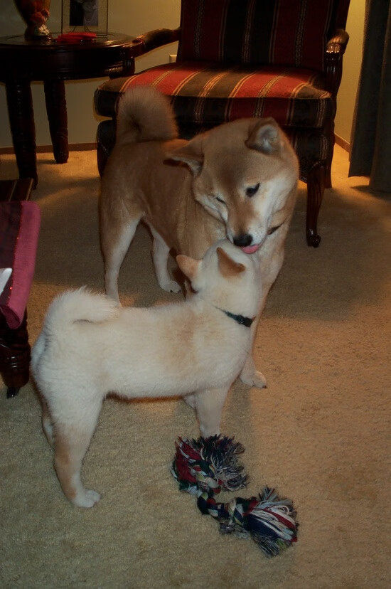 本泽马独闯龙潭！比利时黄金一代残阵击溃巴斯克雄狮