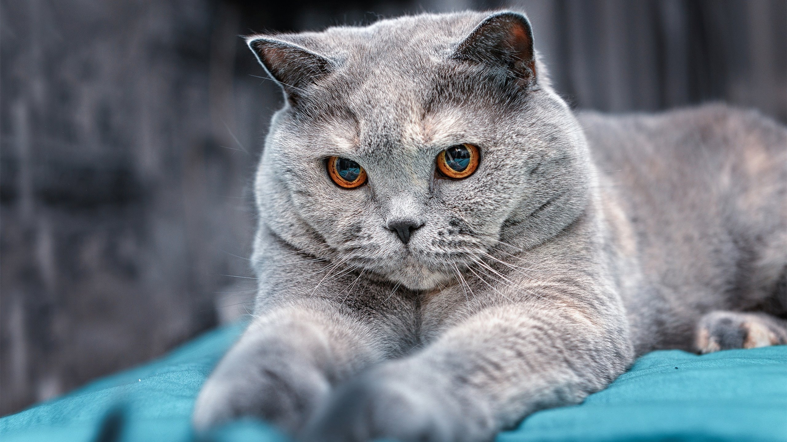 浓眉下的轰鸣，F1新赛季如何用一场视觉图腾唤醒全球集体亢奋