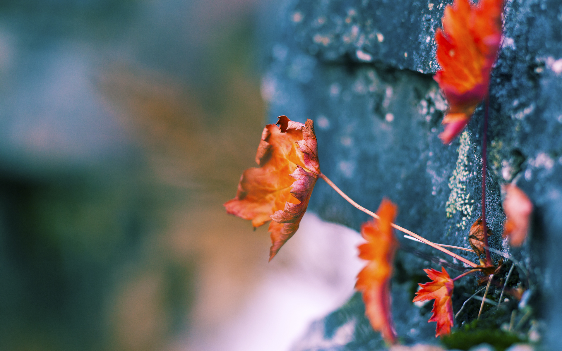 无解布克映衬团队之力，广厦争冠启示录