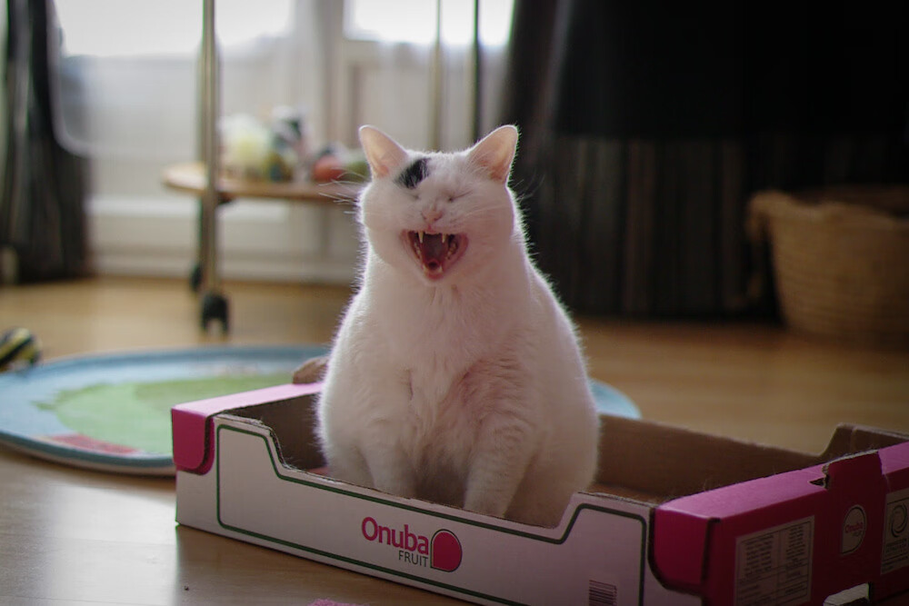 奇才加时险胜独行侠,文班亚马关键制胜,新星闪耀时刻