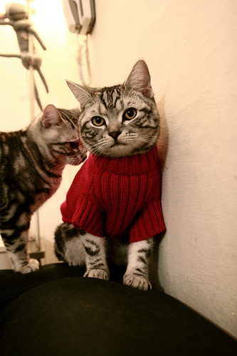 杰伦格林炸裂之夜刷新纪录!开拓者爆冷撕裂尼克斯,青春风暴席卷联盟