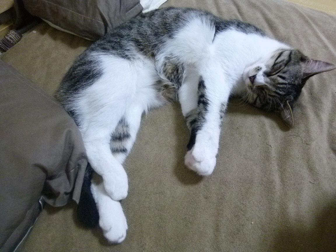 冰岛逆袭奇迹！抢七焦点战绝杀威尔士，季后赛征程再谱传奇