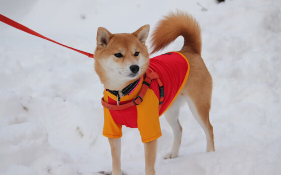 东契奇狂轰48分爵士压哨绝杀 国际篮球友谊赛上演神仙剧本
