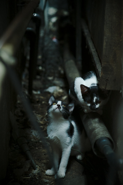 破壁之战，当罗德里戈在万人注视下撕碎压力，刺穿尼日利亚的叹息之墙