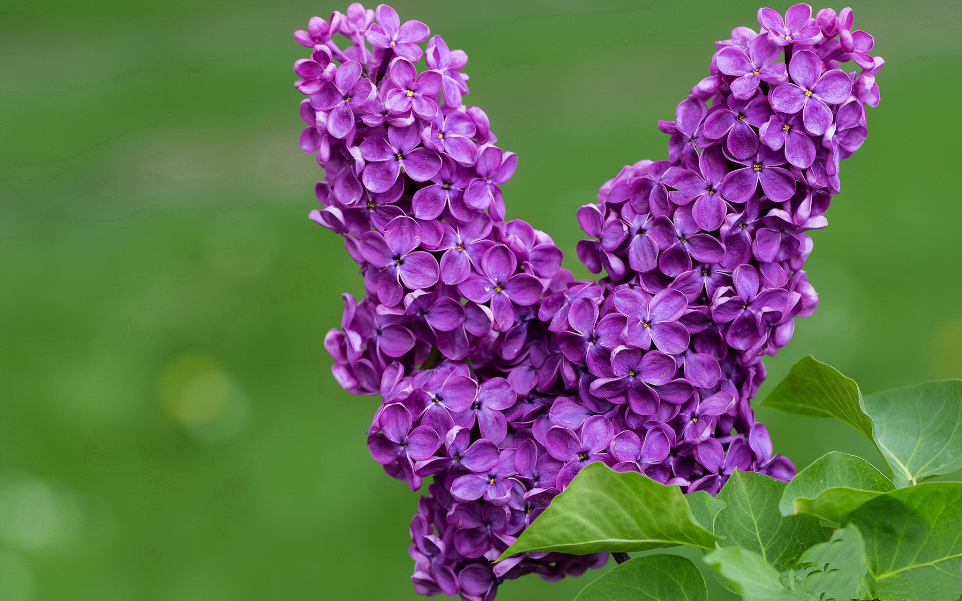 致命锋刃，克莱双面统治力撕裂魔术，雷霆关键战淬炼争冠底色