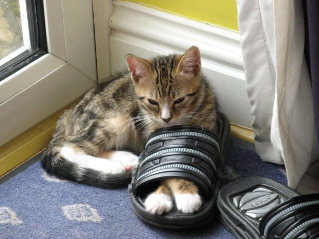 沉寂与爆发,米切尔自我救赎,灰熊关键战力克76人