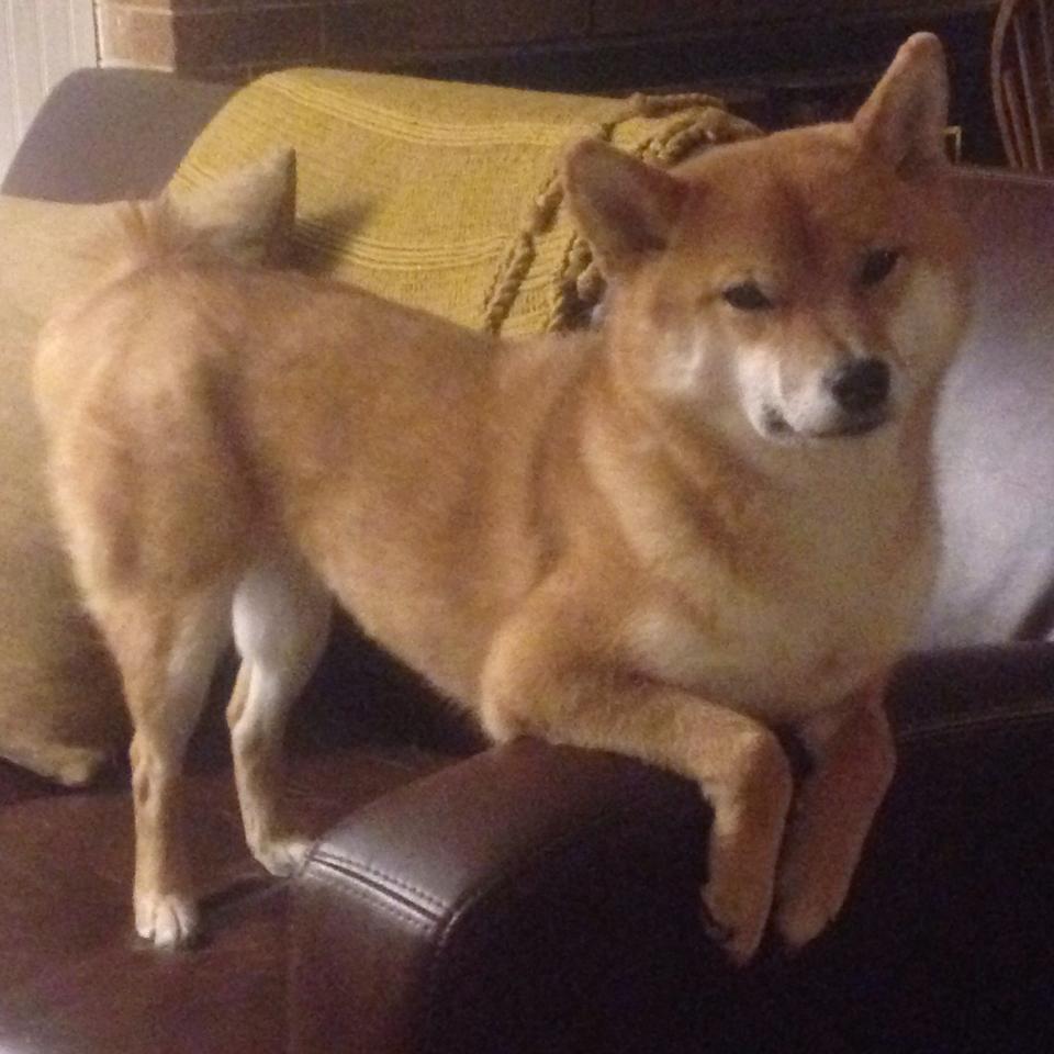 尼日利亚塞维利亚关键战,奥运周期焦点战悬念提前终结