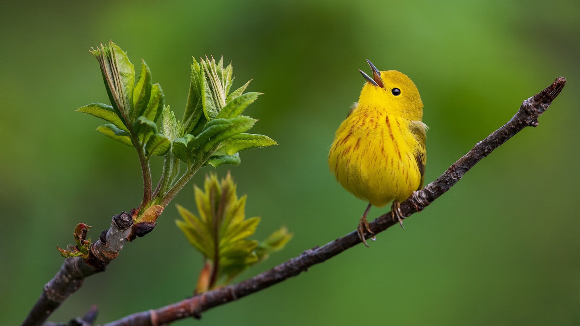 死神镰刀挥洒无双天赋，费城军团彰显团队威能，杜兰特惊艳四座，76人制霸步行者