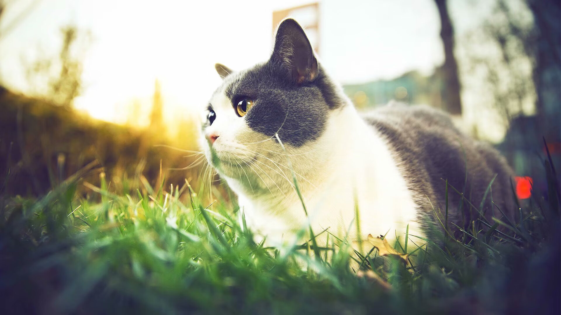 绿茵的辩证术,当塞内加尔的利刃刺穿巴萨的哲学,与卡塞米罗的永恒杀伤