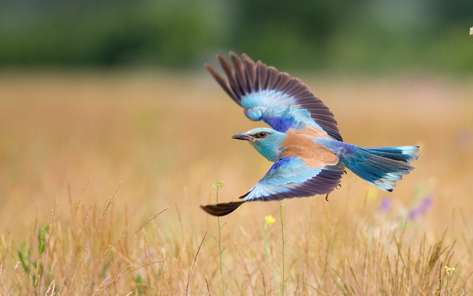 莫德里奇爆发闪耀赛场，伊拉克战术智慧压制马赛
